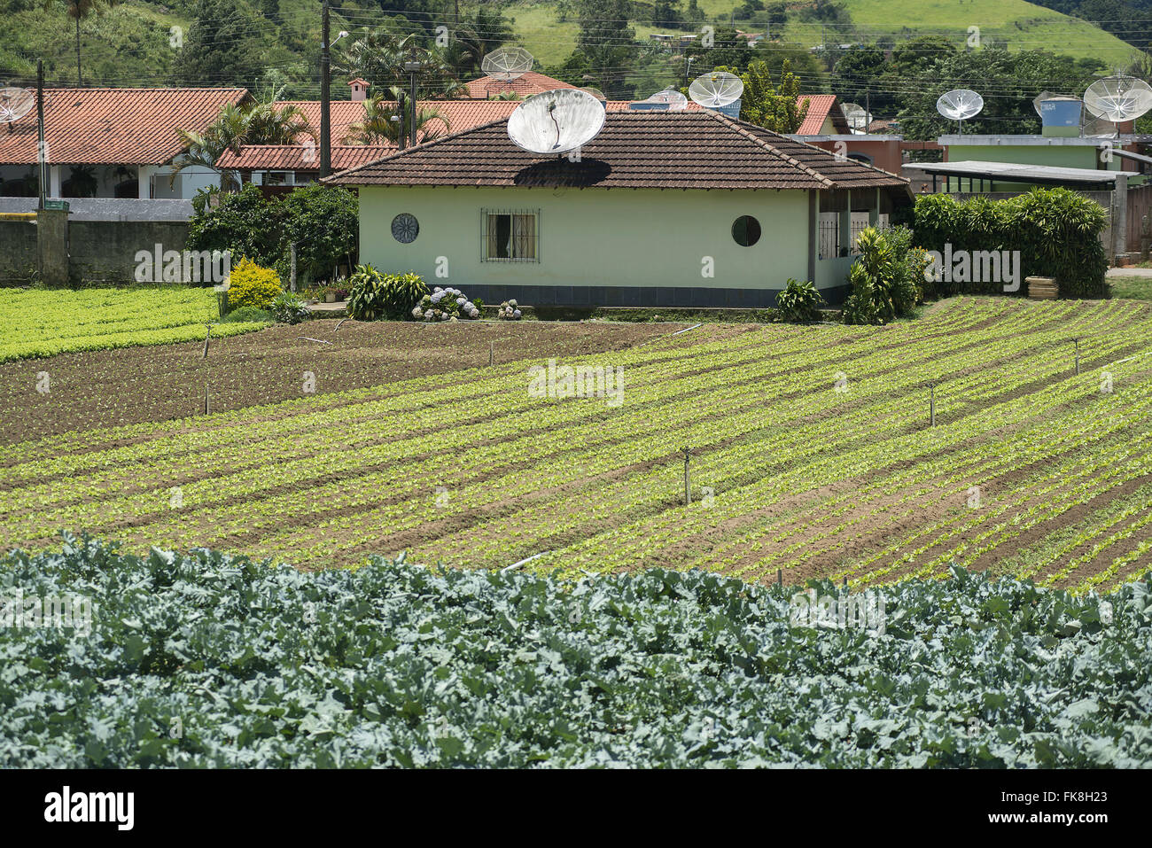 Kleines Bauernhaus und Pflanzung von Gemüse in Vargem Grande Nachbarschaft Stockfoto