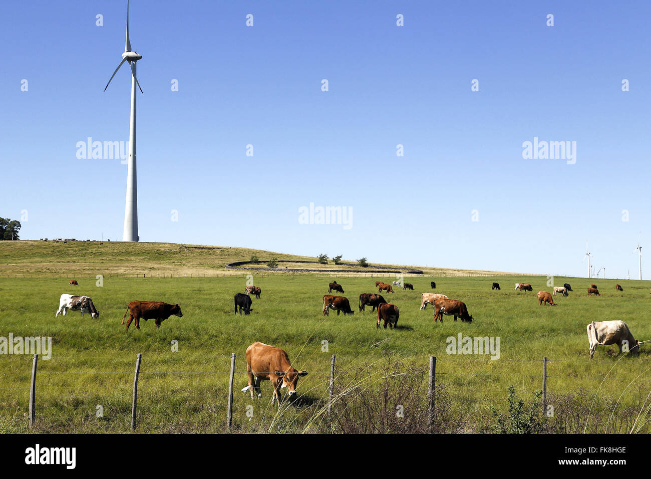 Erstellung von weidenden Tieren und Turbine des Cerro Chato Eolico Parks im Hintergrund Stockfoto