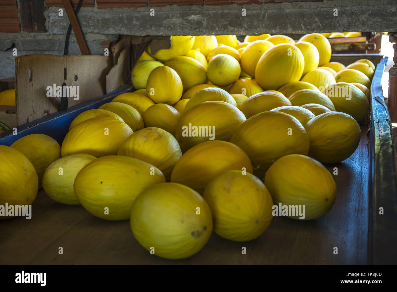 Melonen in den Auswahlprozess für den Vertrieb im in-und Ausland Stockfoto