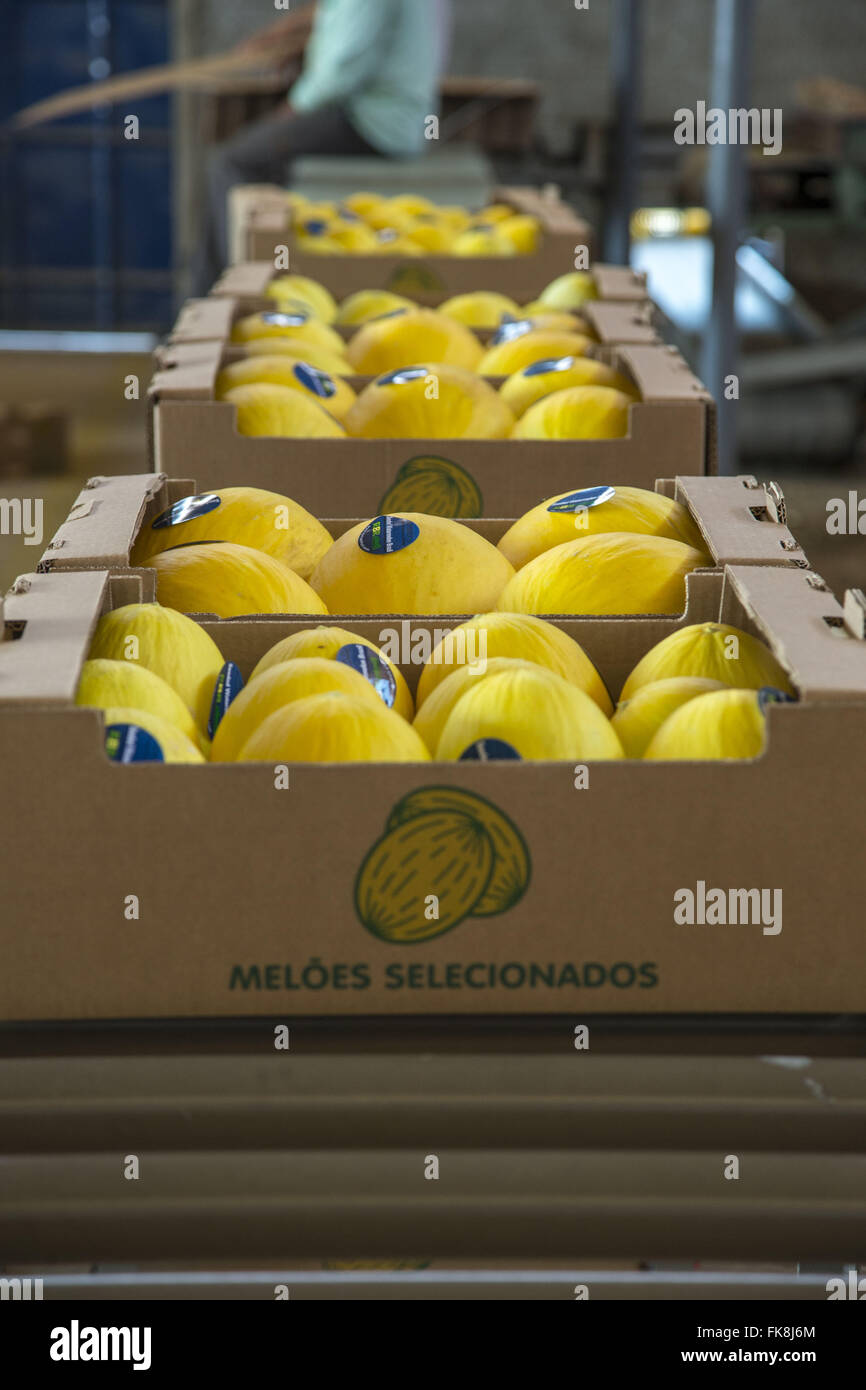 Melonen, verpackt und gekennzeichnet für den Vertrieb im in-und Ausland Stockfoto