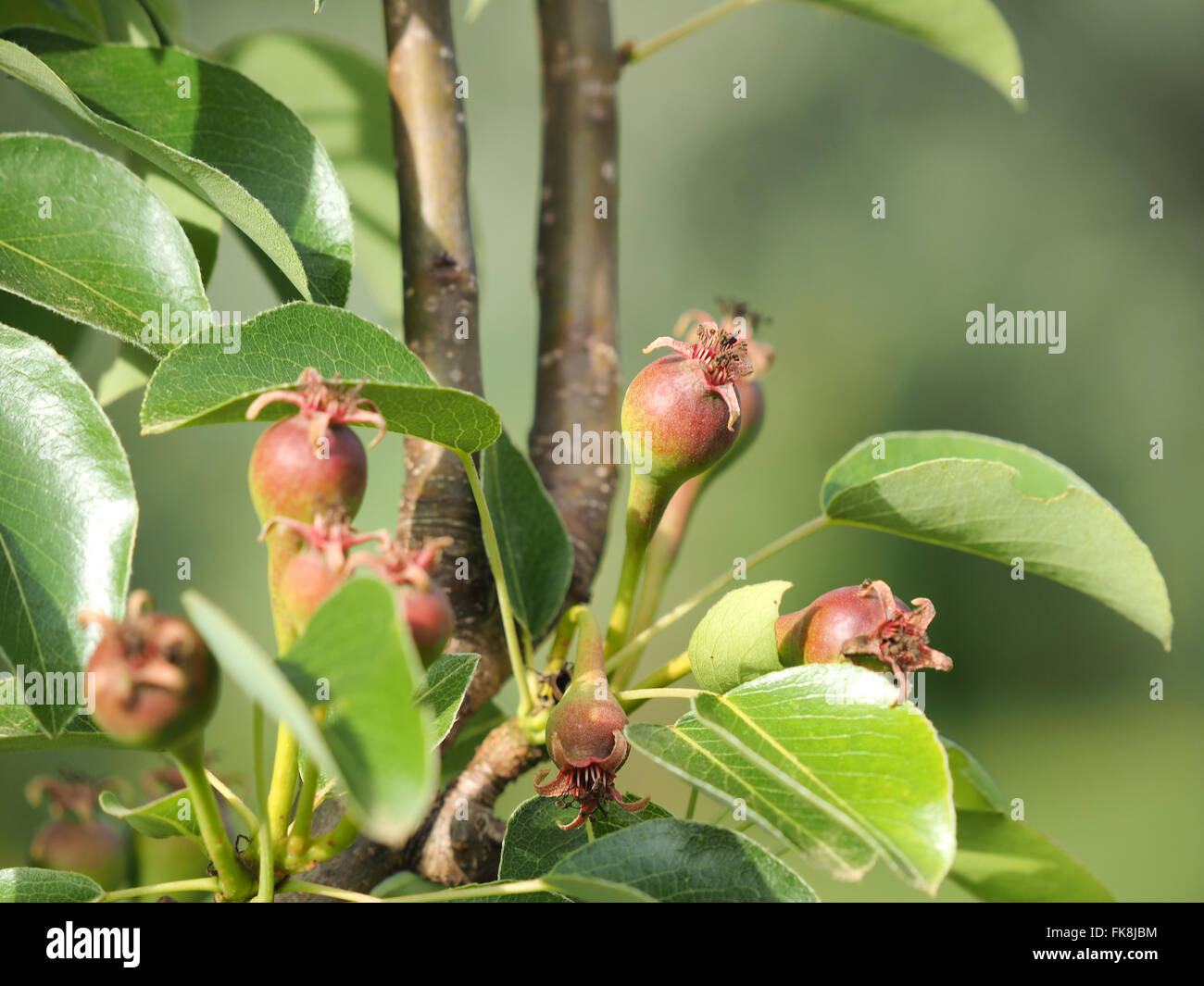 Birnen auf einem Ast im Garten Stockfoto