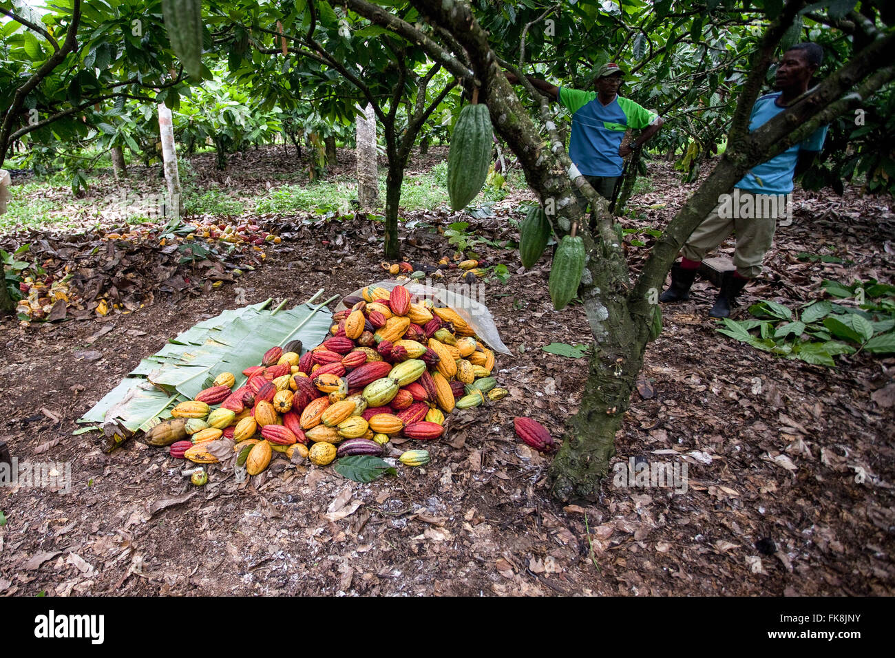 Haufen von Kakaobohnen in den Boden nach der Ernte Stockfoto