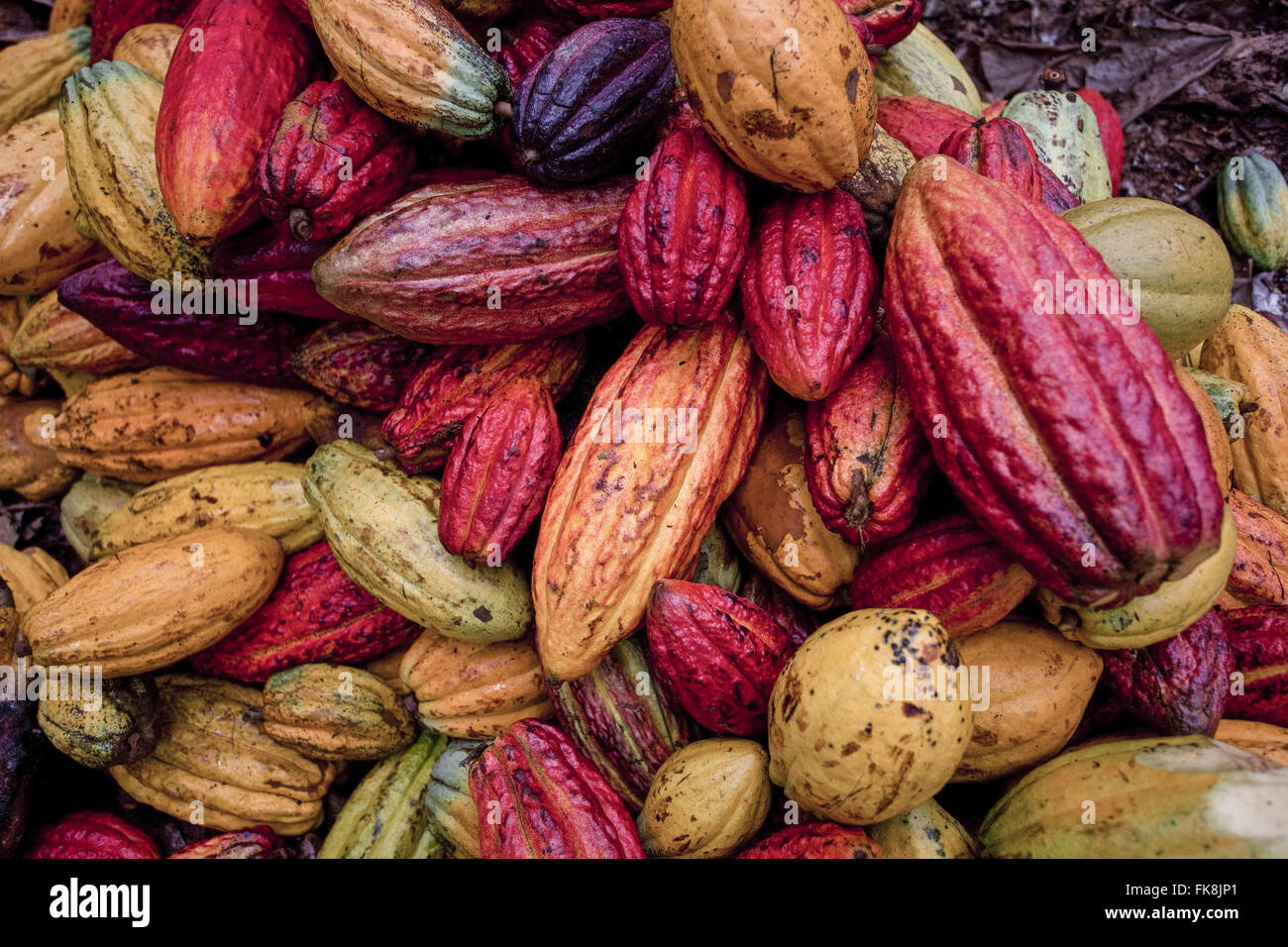 Detail der Haufen von Kakaobohnen in den Boden nach der Ernte Stockfoto