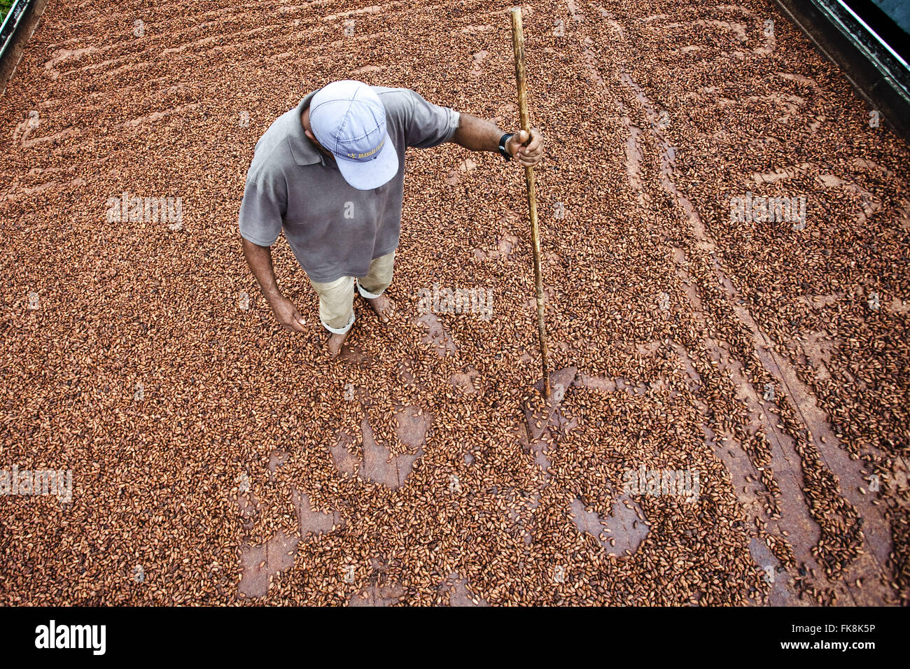 Tretender Kakao Zellstoff während des Prozesses der Trocknung und Fermentation Arbeiter Stockfoto