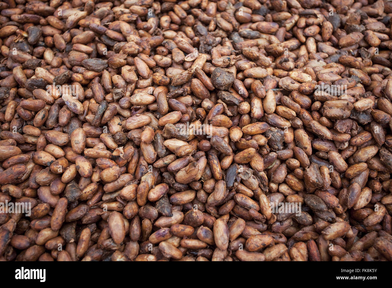 Detail der Kakaobohnen Stockfoto