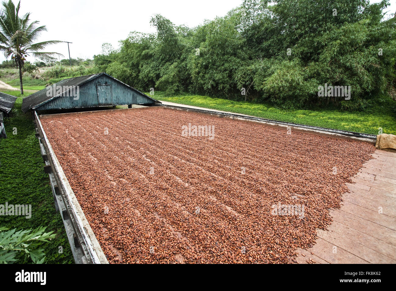 Zellstoff-Kakao während der Fermentation und Trocknung Stockfoto