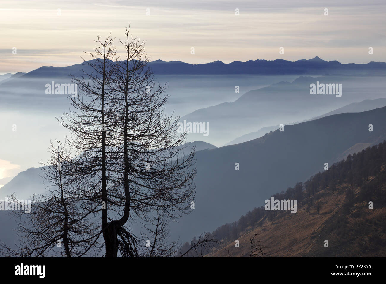 Baum, Nebel und Bergen, am Monte Berlinghera, in der Nähe von Gera Lario am Comer See, Italien Stockfoto
