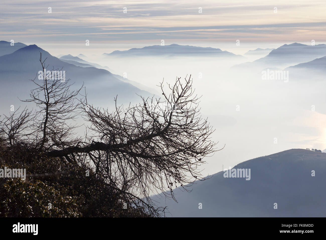Schiefe Baum, Meer von Wolken und Berge, Monte Berlinghera über dem Comer See, Italien Stockfoto