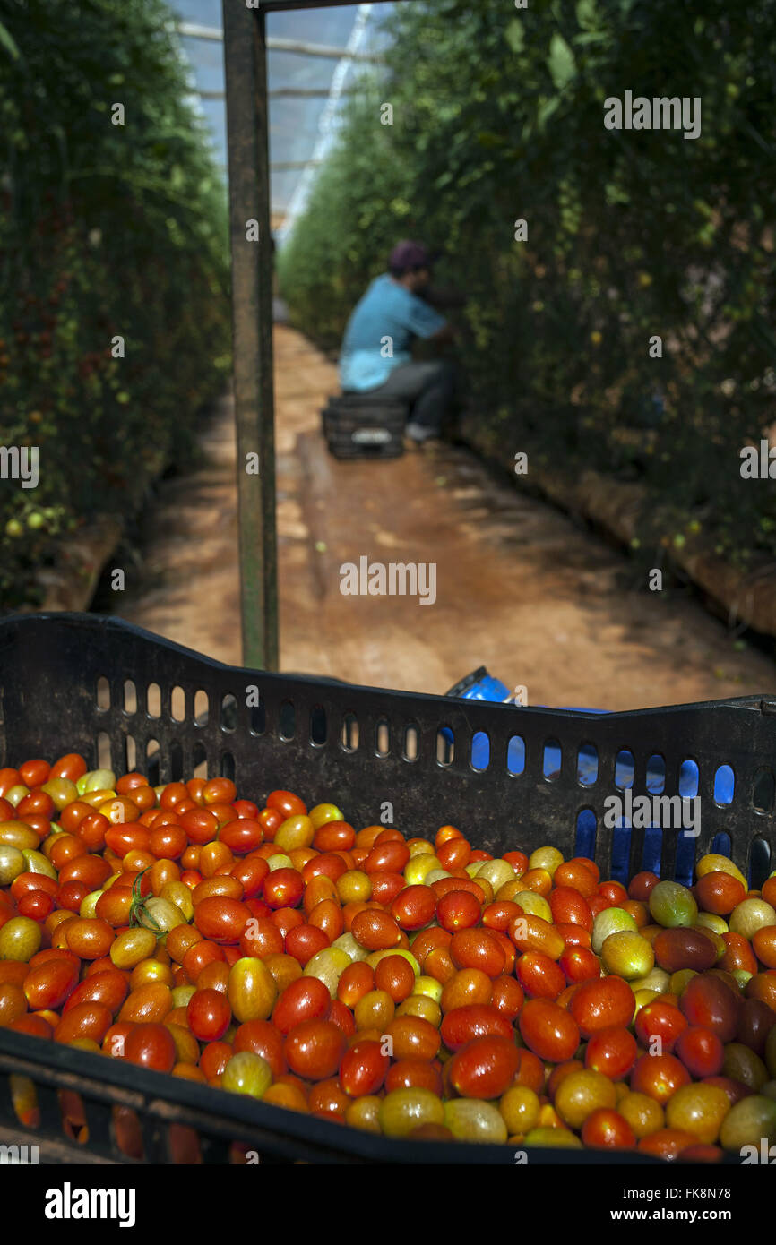 Ernte von Bio-Mini-Tomaten in Gewächshäusern auf dem Lande Stockfoto