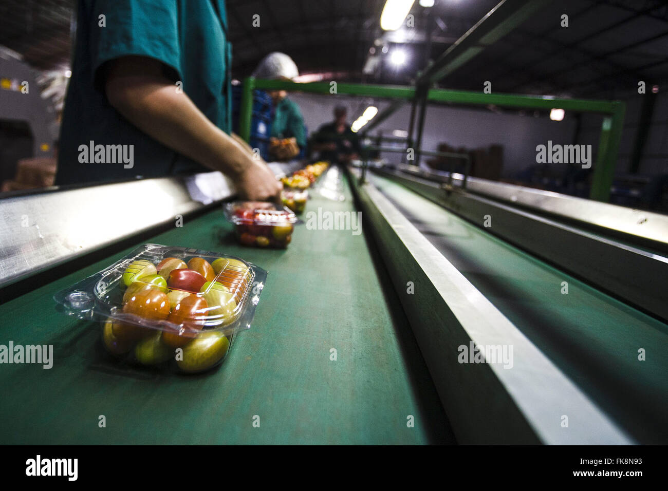 Verpackung von Bio-Mini-Tomaten in Industrie im Landhaus Stockfoto