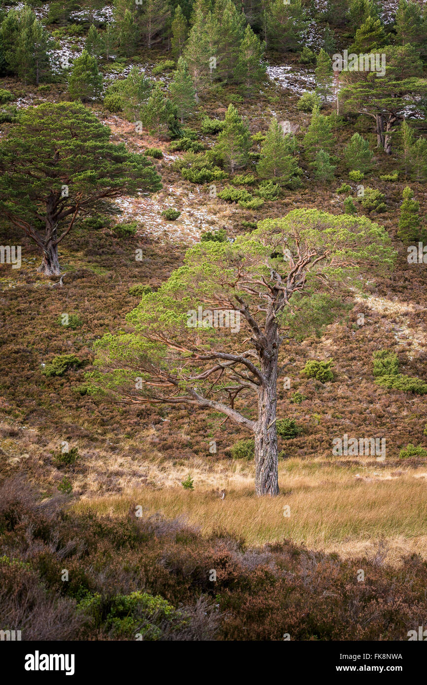 Föhren im Glen More in Schottland. Stockfoto