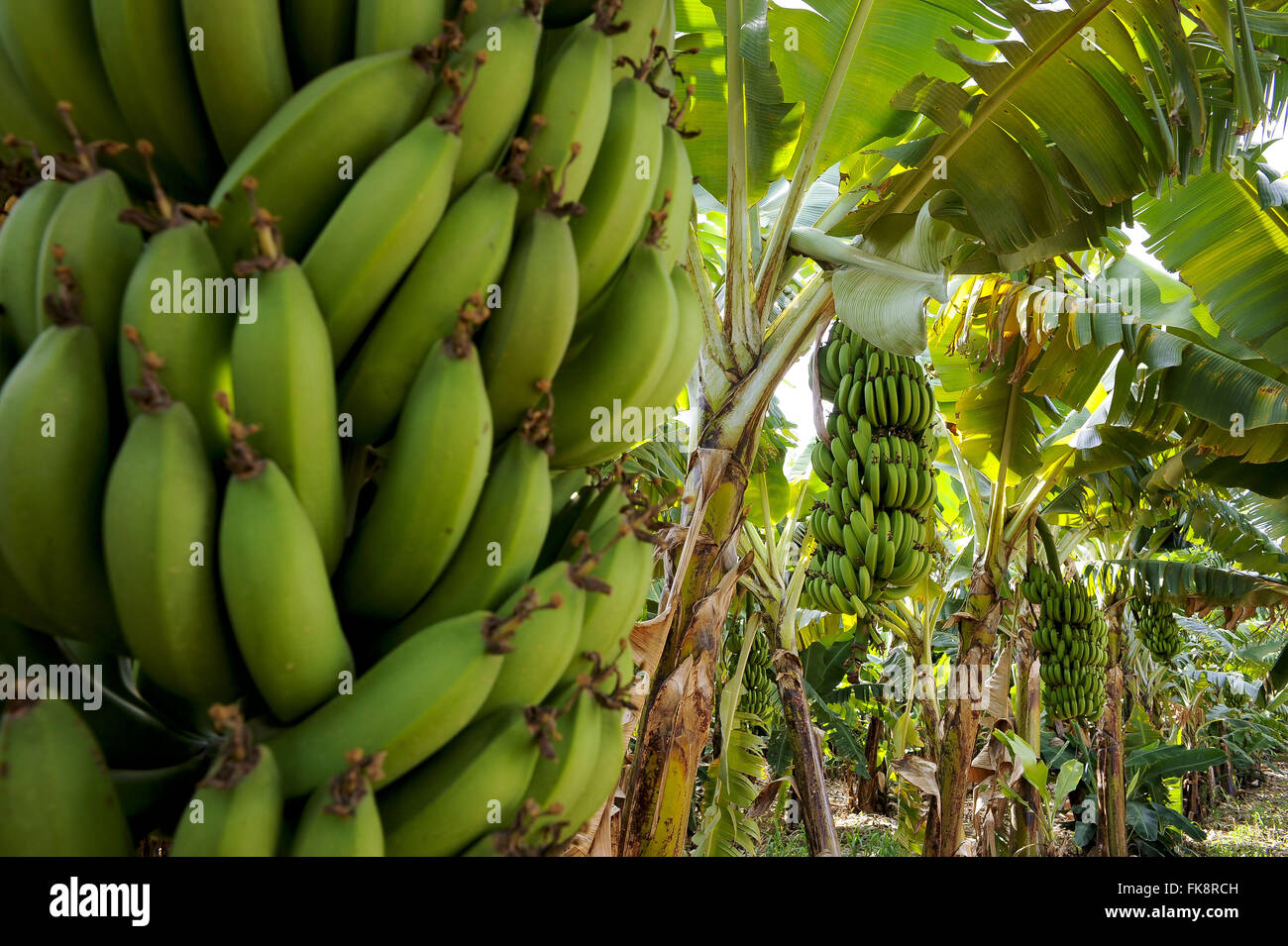 Bananenplantage in der ländlichen Gemeinde Araçuaí - Jequitinhonha Valley Stockfoto