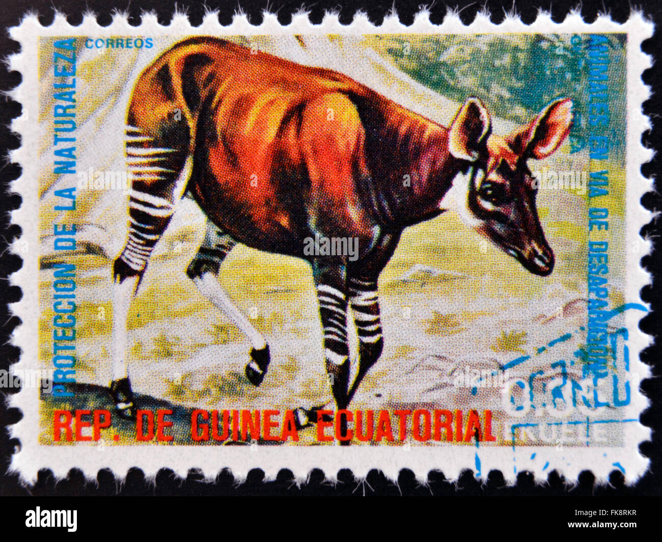 ÄQUATORIAL GUINEA - CIRCA 1974: Briefmarke gedruckt in Guinea gewidmet vom Aussterben bedrohte Tiere, zeigt Okapi, Afrika, ca. 1974 Stockfoto