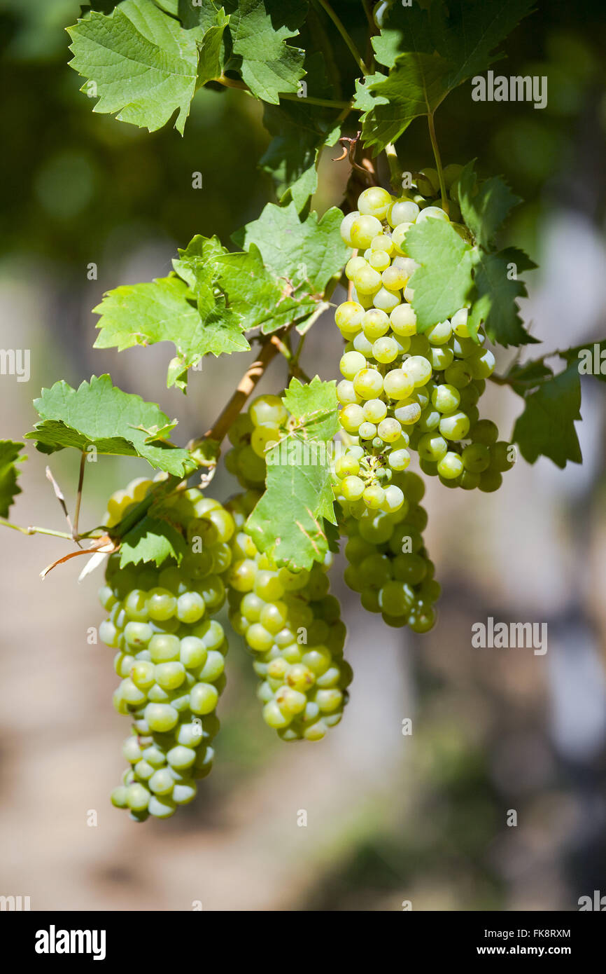 Bewässerte Plantage Canneli Moscato-Trauben verwendet, um Wein zu produzieren Stockfoto