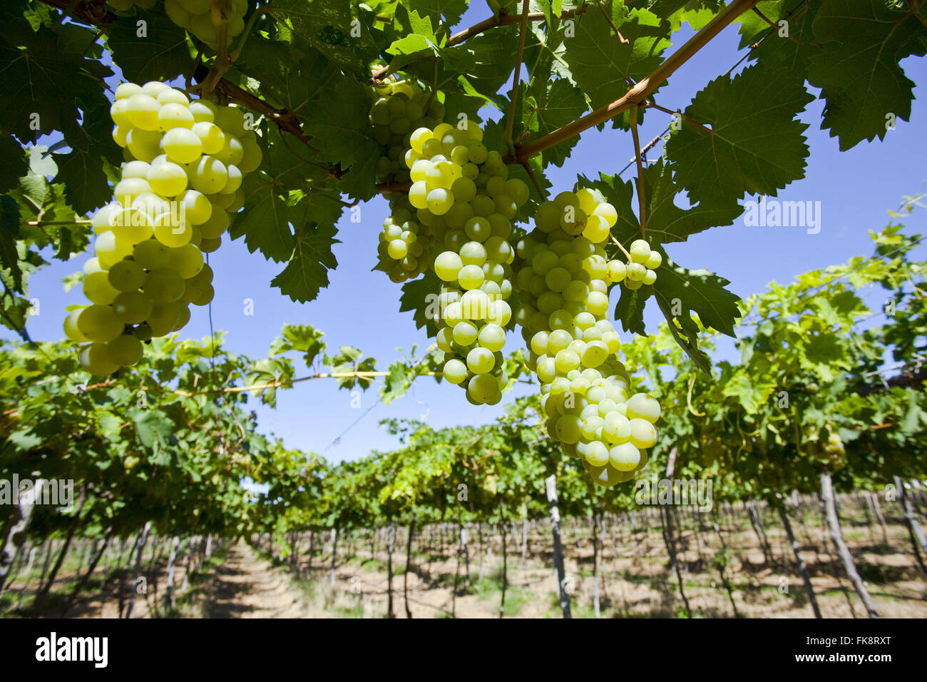 Bewässerte Plantage Canneli Moscato-Trauben verwendet, um Wein zu produzieren Stockfoto