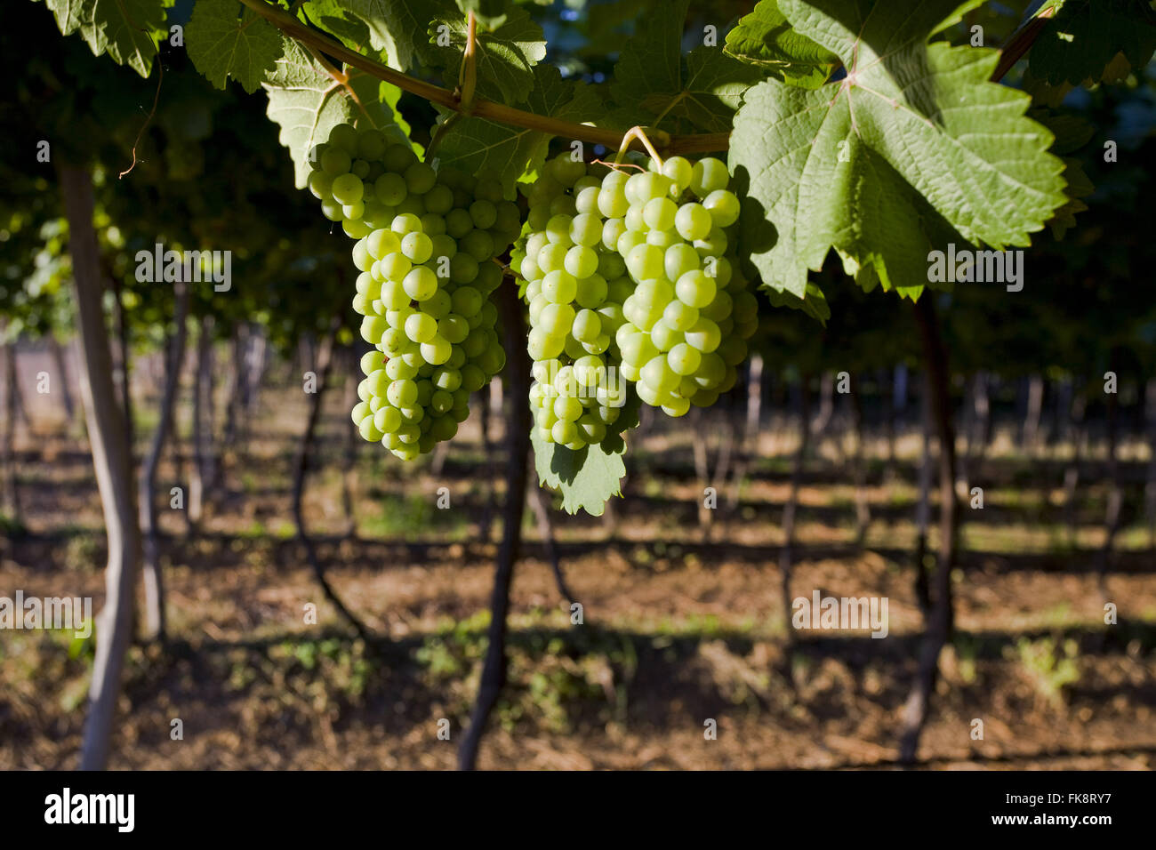 Bewässerten Plantage Chenin Blanc Trauben verwendet, um Wein zu produzieren Stockfoto