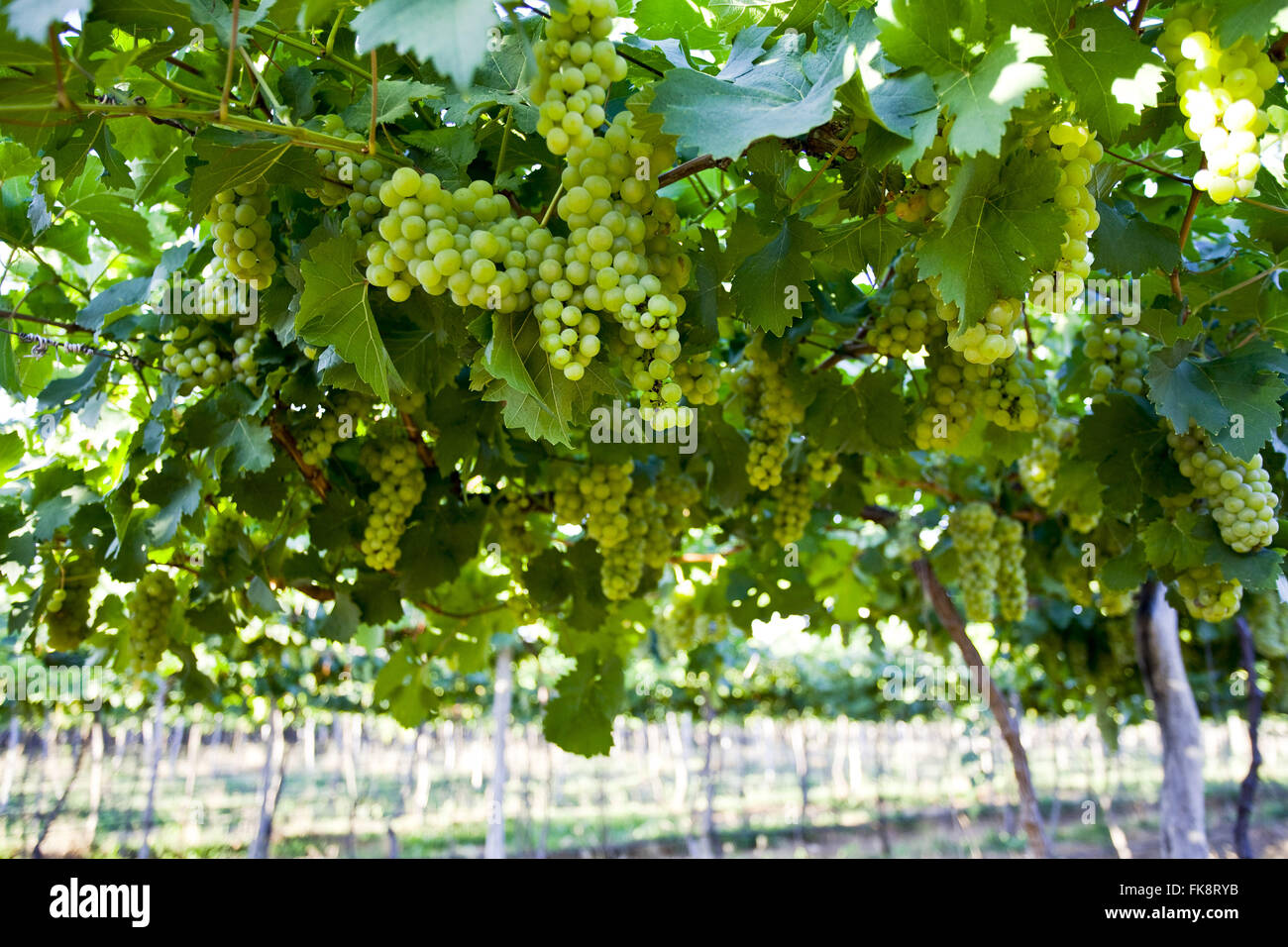 Bewässerte Plantage Canneli Moscato-Trauben verwendet, um Wein zu produzieren Stockfoto