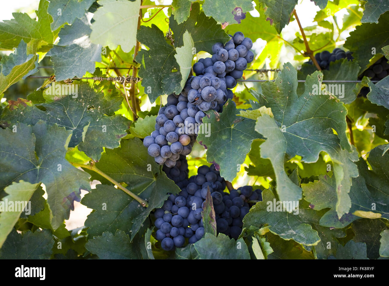 Bewässerten Anbau von Trauben Aragones entworfen, die Herstellung von Wein Stockfoto