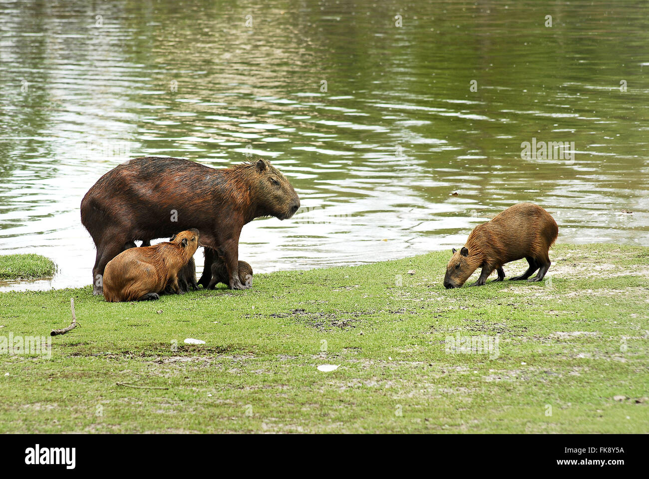 Capybara Spanferkel Welpen - Hidrochoeris Hidrochoerus Stockfoto