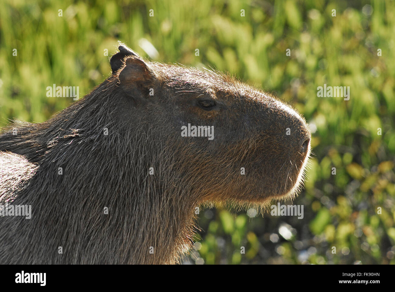 Capybara - Hydrochoerus Hydrochaeris - Pantanal Stockfoto
