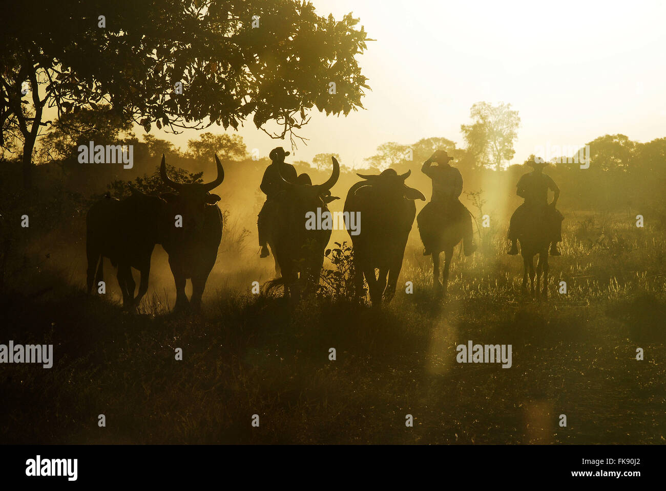 Fußgänger in den täglichen Umgang mit Rindern während Ebbe / Anfang der Dürre im Pantanal Stockfoto