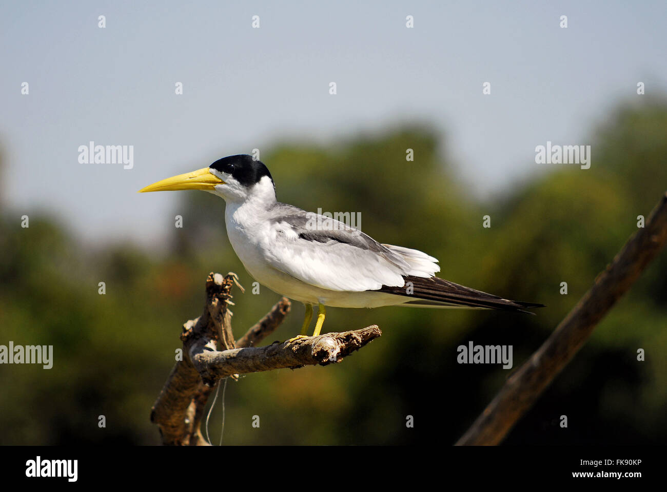 Vogel-dreißig-ur Könige - Simplex Phaetusa - Pantanal Pocone Stockfoto