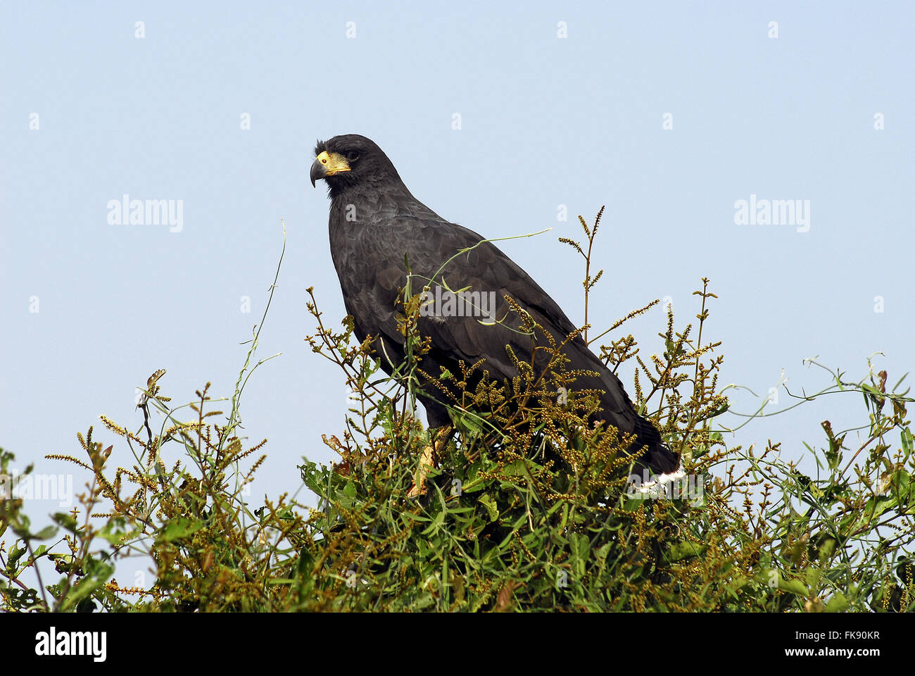 Black-Hawk - Buteogallus Urubitinga - in der Pantanal Pocone Stockfoto