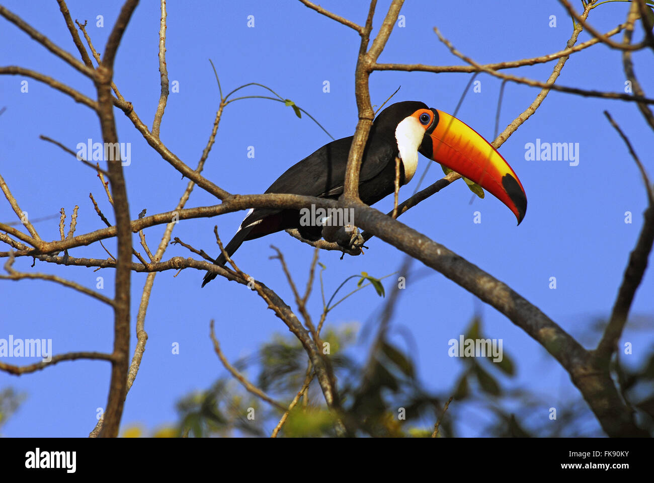 Riesentukan - Ramphastos Toco - Pantanal Pocone Stockfoto