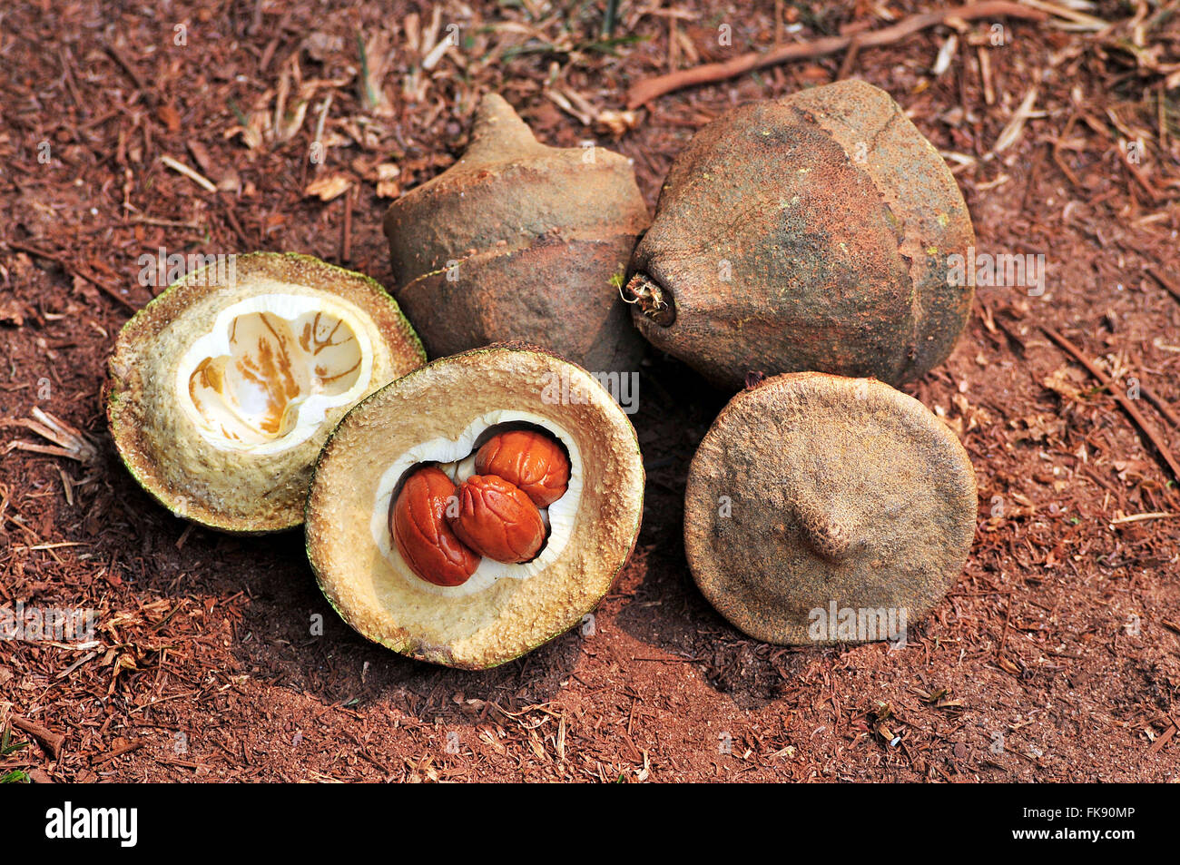 Sapucaia nuss Fotos und Bildmaterial in hoher Auflösung Alamy