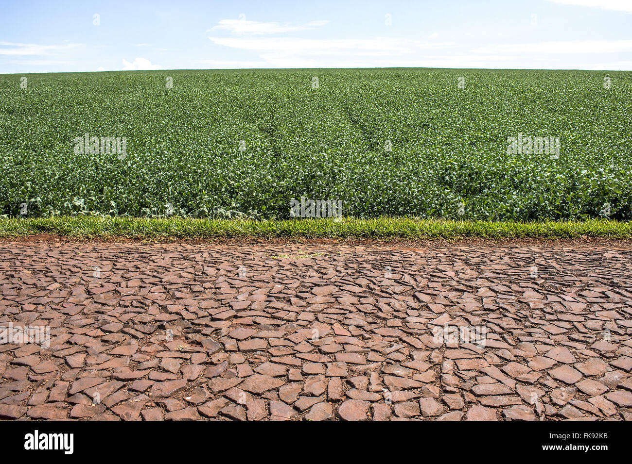 Straßenrand Soja-Plantage auf dem Lande Stockfoto