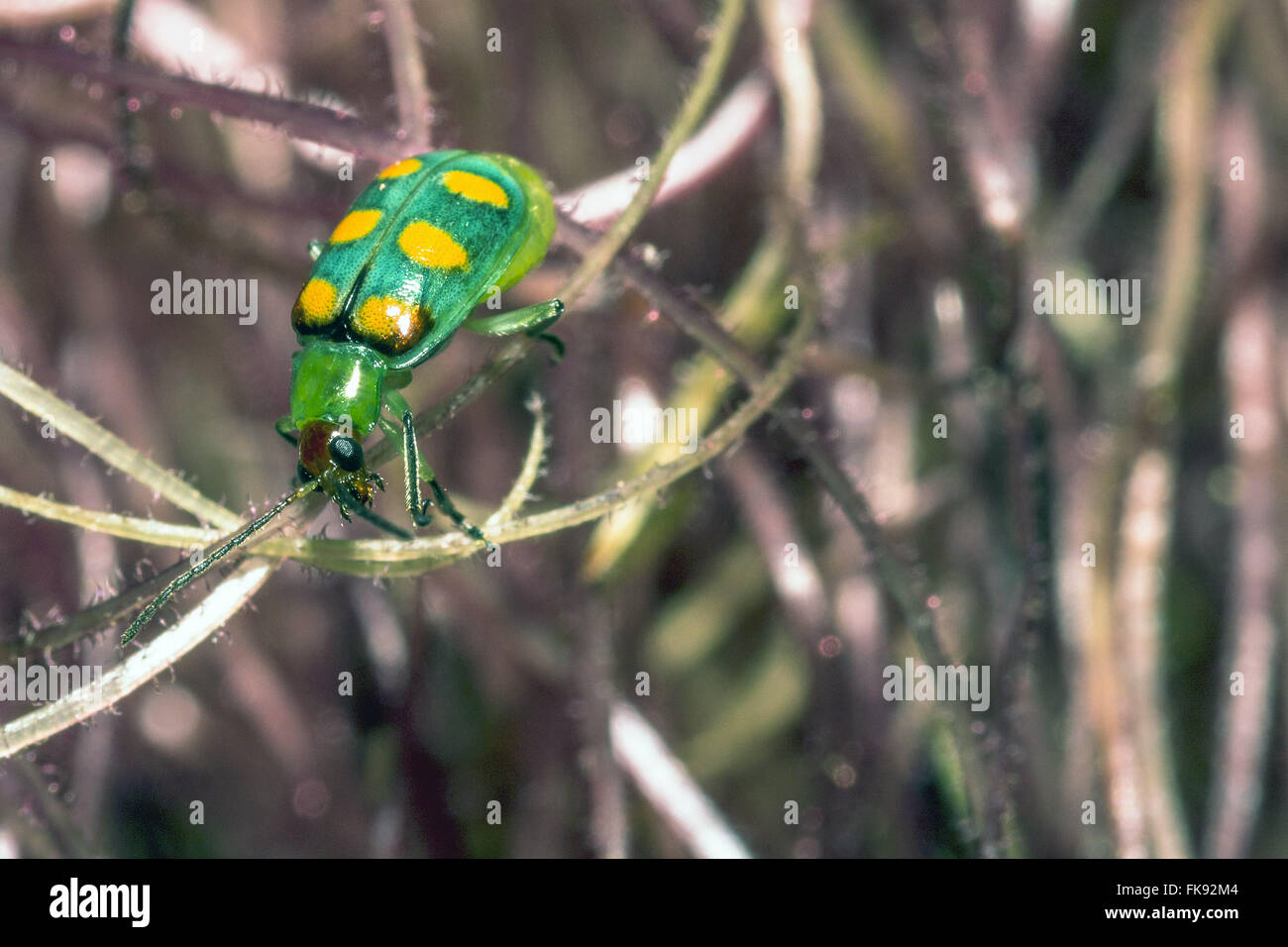 Käfer-grün, gelb-grüne Kätzchen oder Patriot im Kornfeld Stockfoto