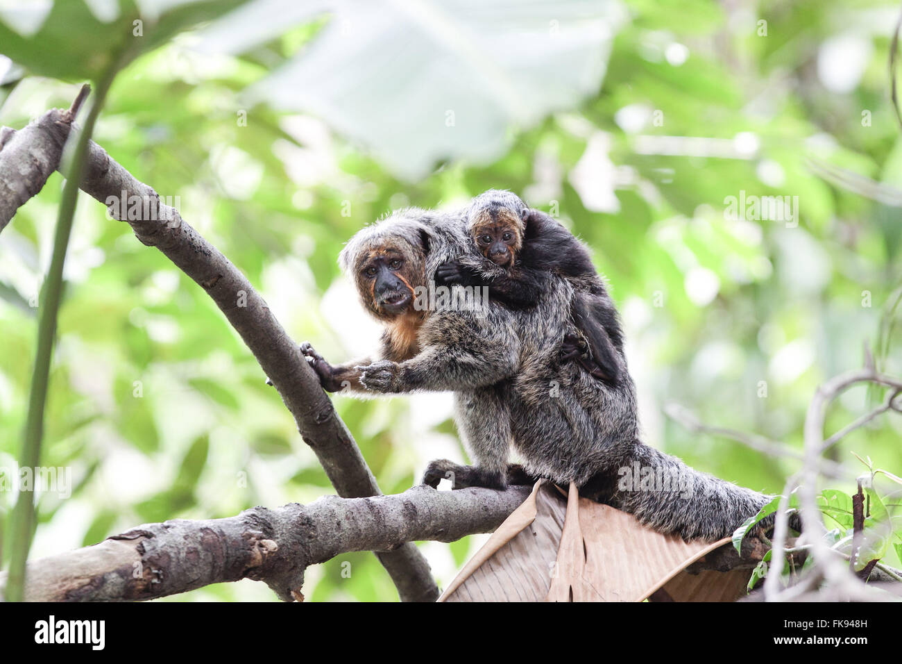Saki Affen Weibchen mit Jungtier Stockfoto