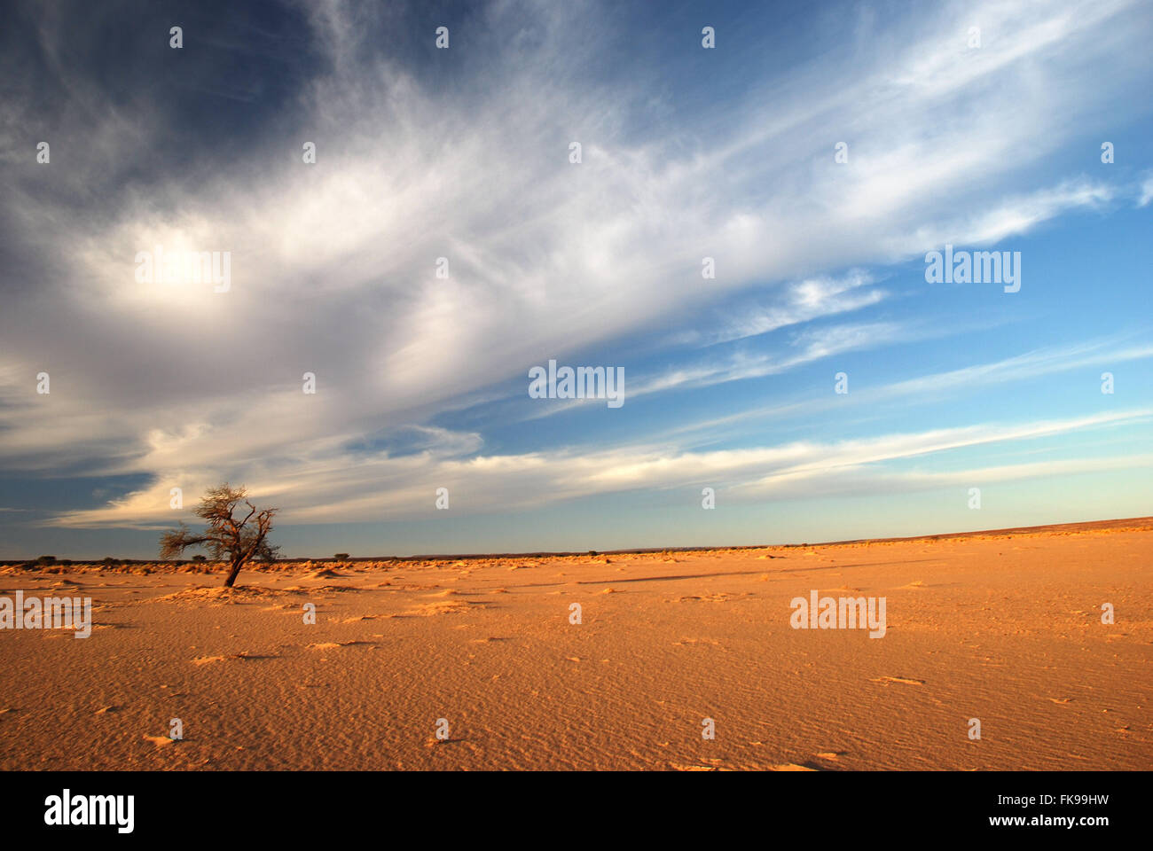 Baum und bewölktem Himmel Wüste Algerien Stockfoto