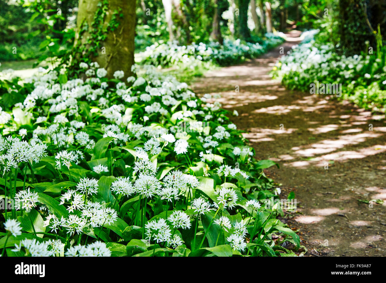 Waldweg mit Bärlauch-Pflanzen in Blüte in Boston Spa, West Yorkshire, England, UK. Stockfoto