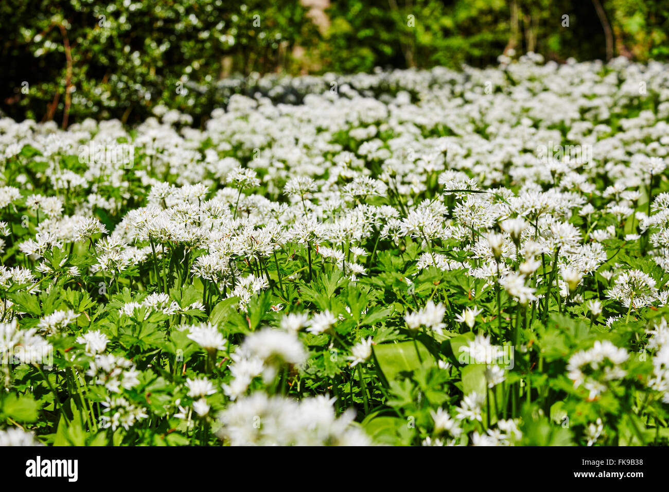 Bärlauch-Pflanzen in Blüte in Boston Spa, West Yorkshire, England, UK. Stockfoto