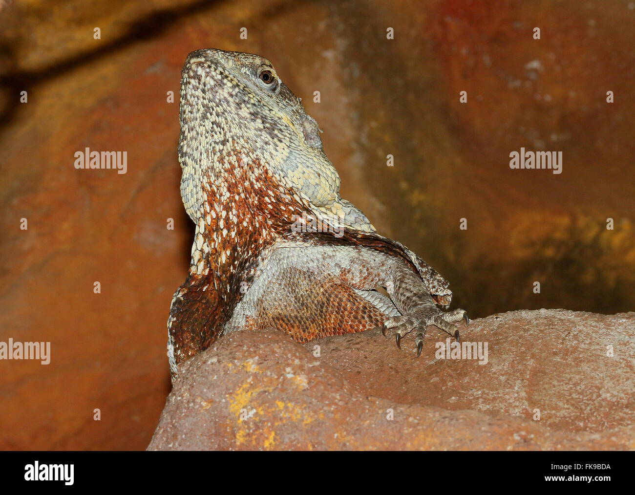 Australische gewundene Hals Eidechse oder Frilled Drache (Chlamydosaurus Kingii) Stockfoto