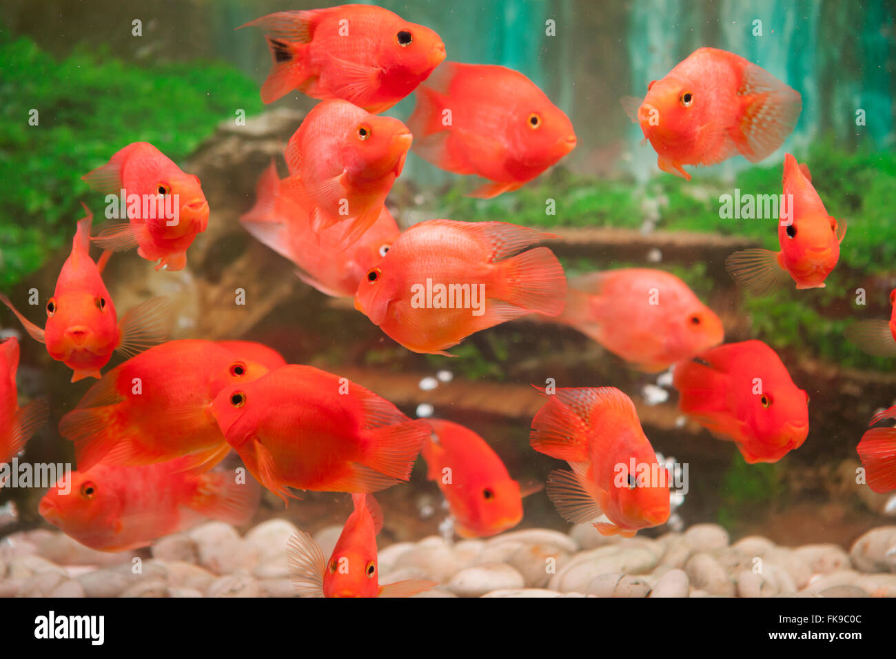 dekorative Aquarium in Shanghai, China, chinesisches Restaurant, Vienna International Hotel Stockfoto