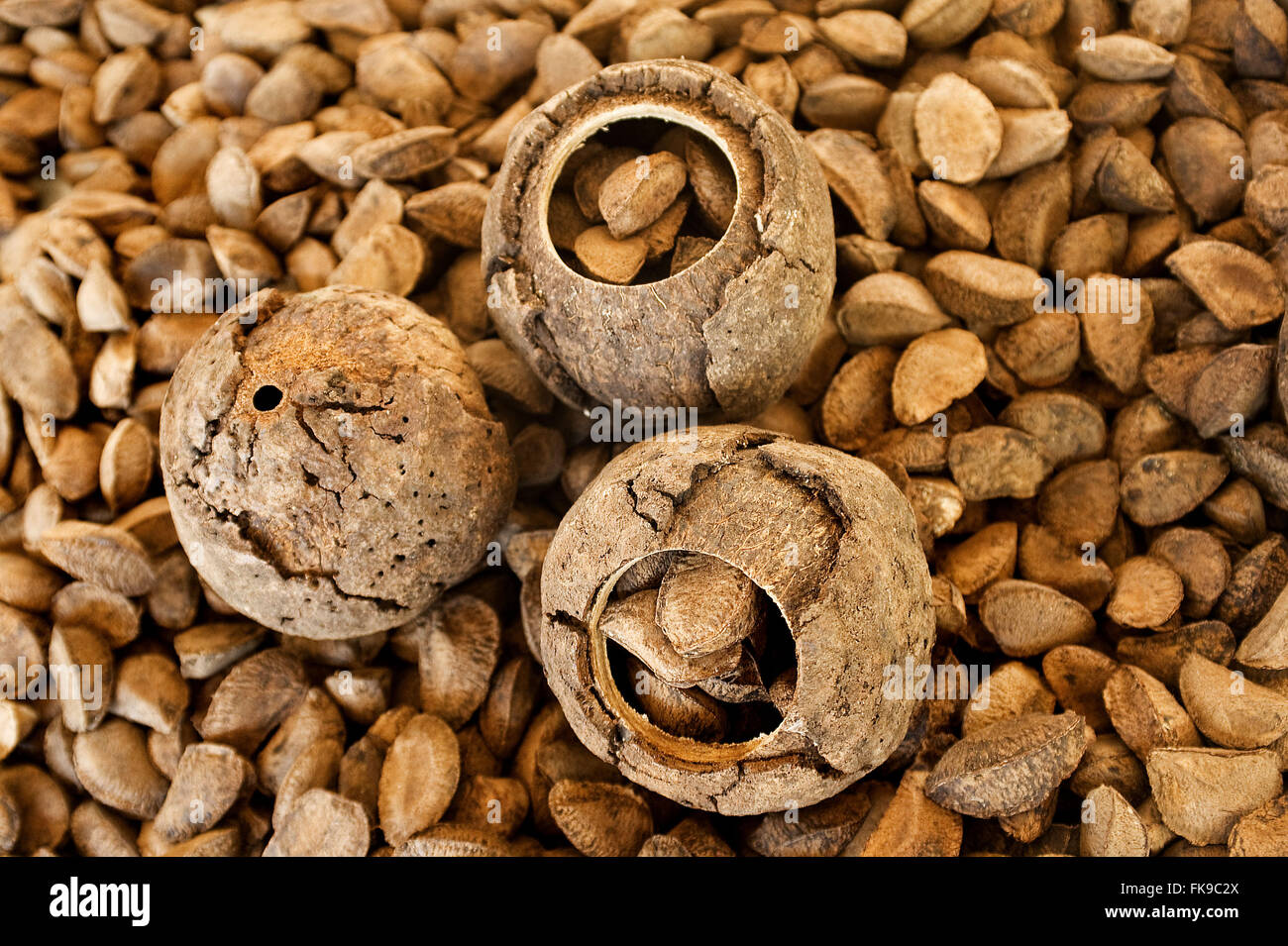 Burr und Saatgut-Nuss-Nuss oder Brasilien - Bertholletia excelsa Stockfoto