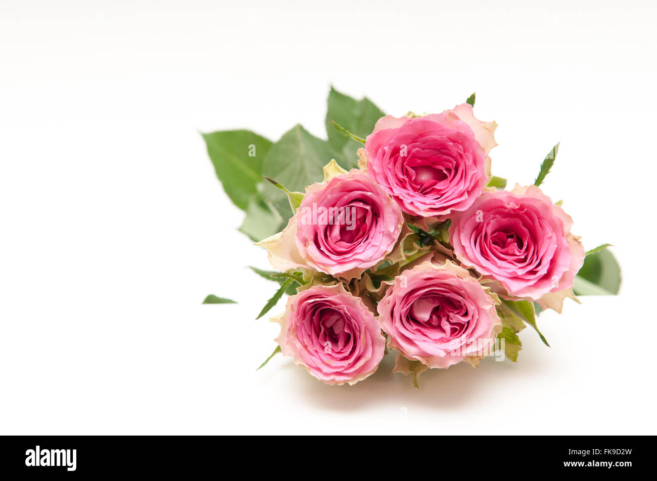 Anordnung von rosa Rosen mit dem Öffnen der Blüten auf einem hellen Hintergrund Stockfoto