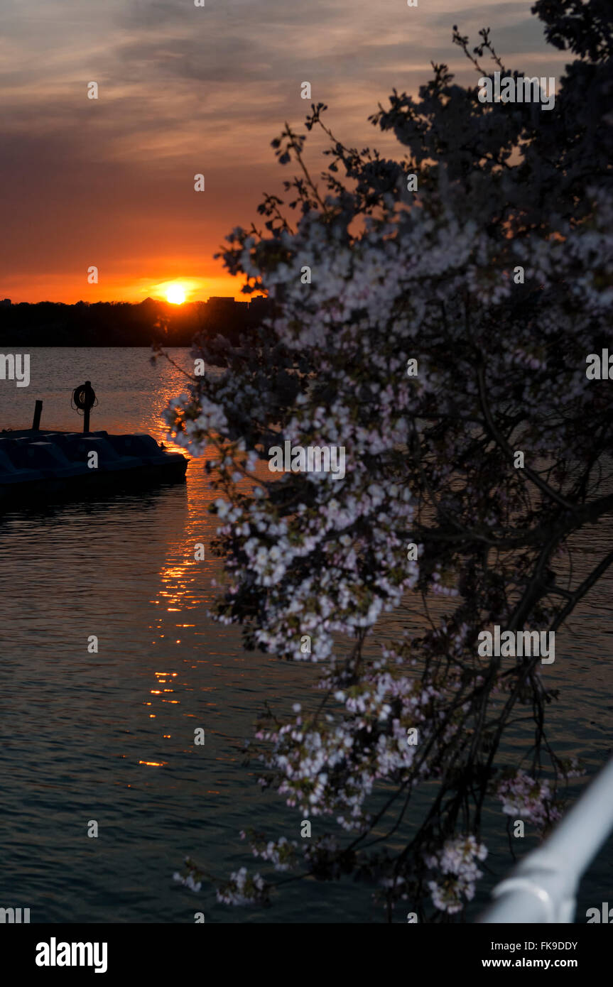 Sonnenuntergang auf dem Potomac River, Cherry Blossom Festival, Washington DC Stockfoto