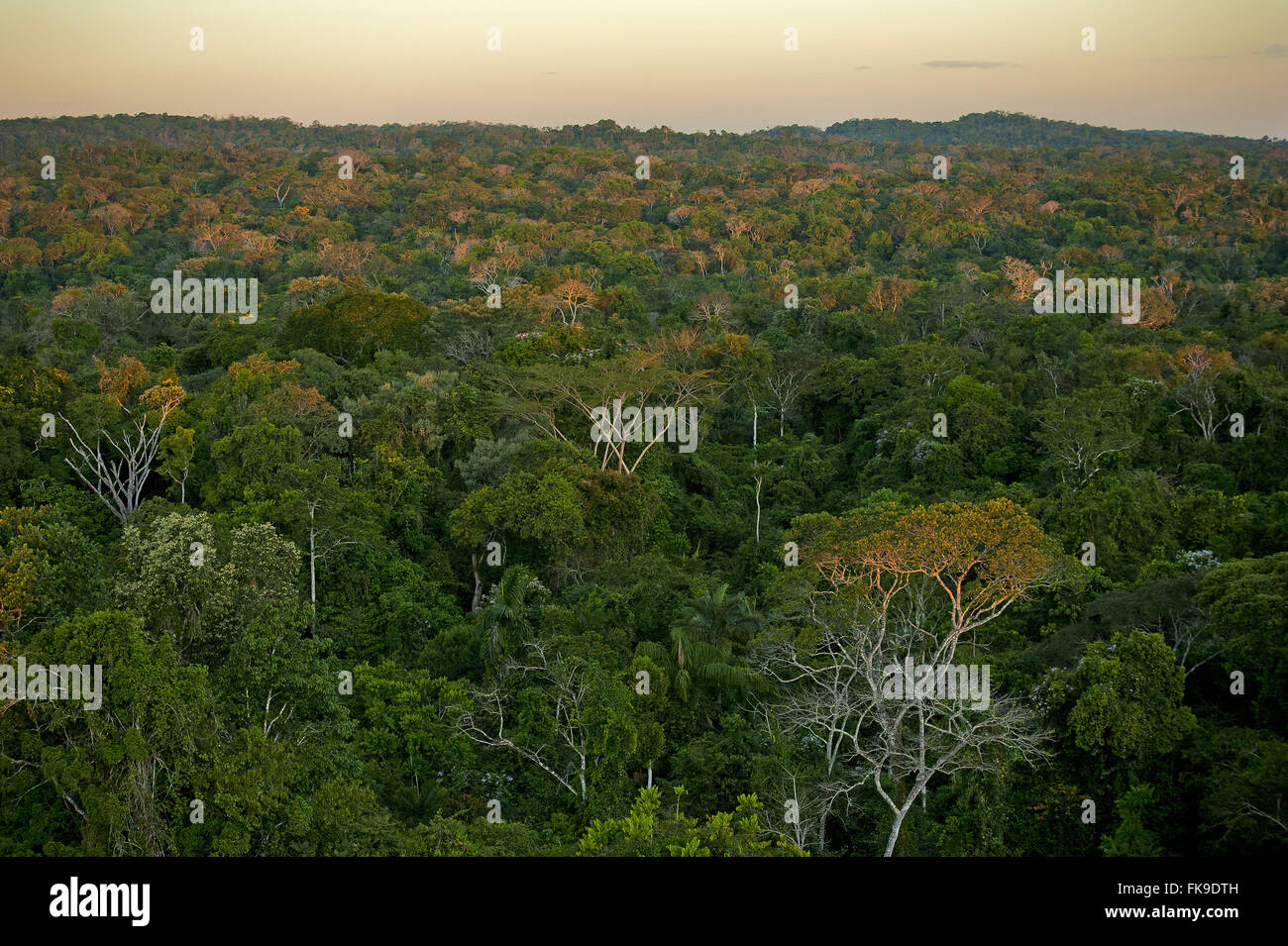 Luftaufnahme der Amazonas Vegetation in Alta Floresta Stockfoto