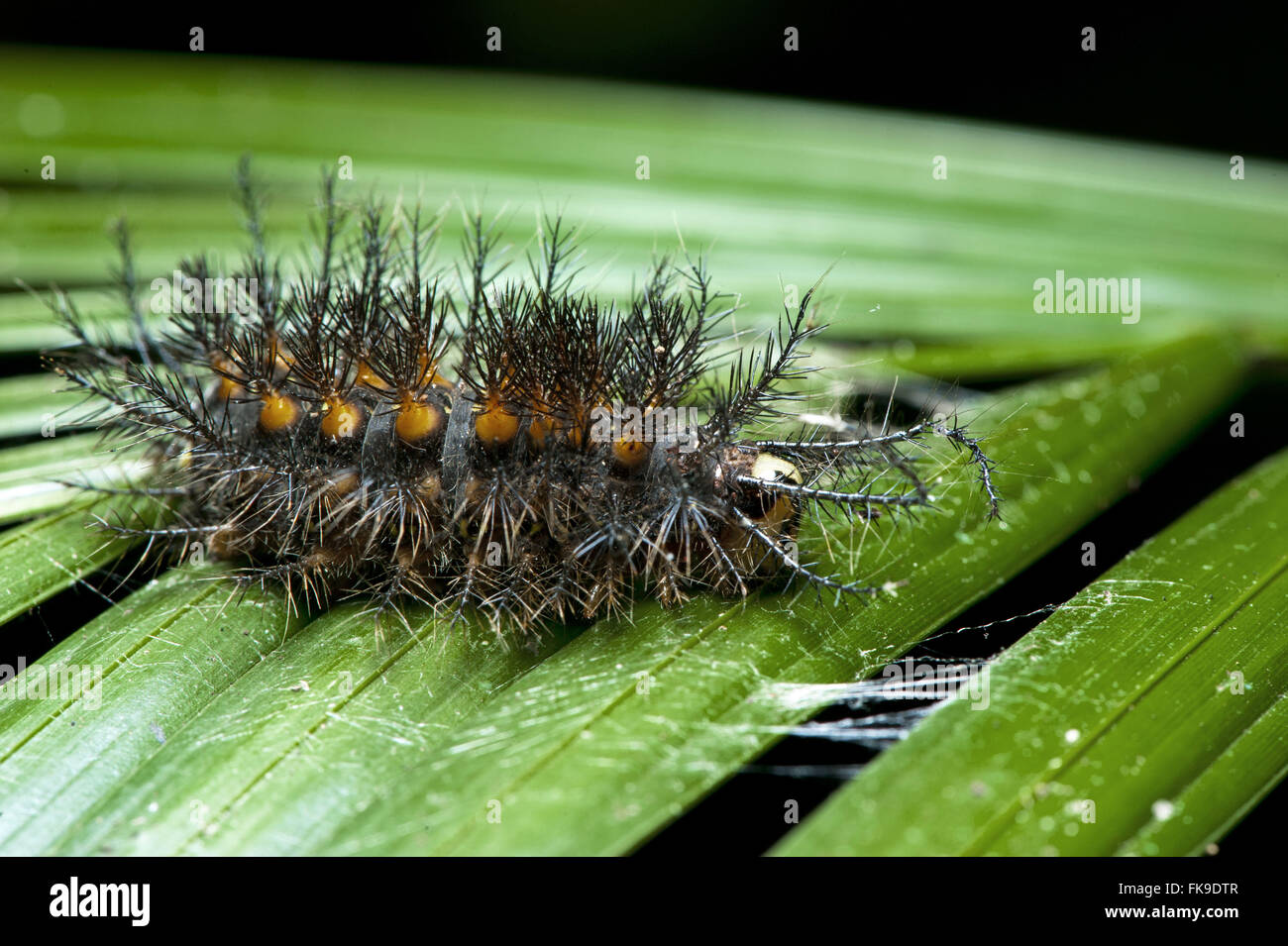 Caterpillar mit Brennnesselpflanzen Haare auf Blatt im Amazonas-Regenwald Stockfoto