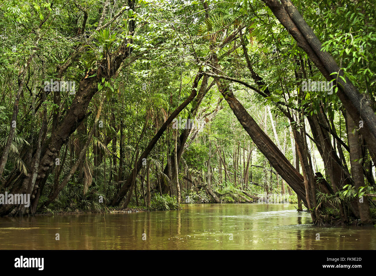 Igarape im Amazonas-Gebiet Stockfoto