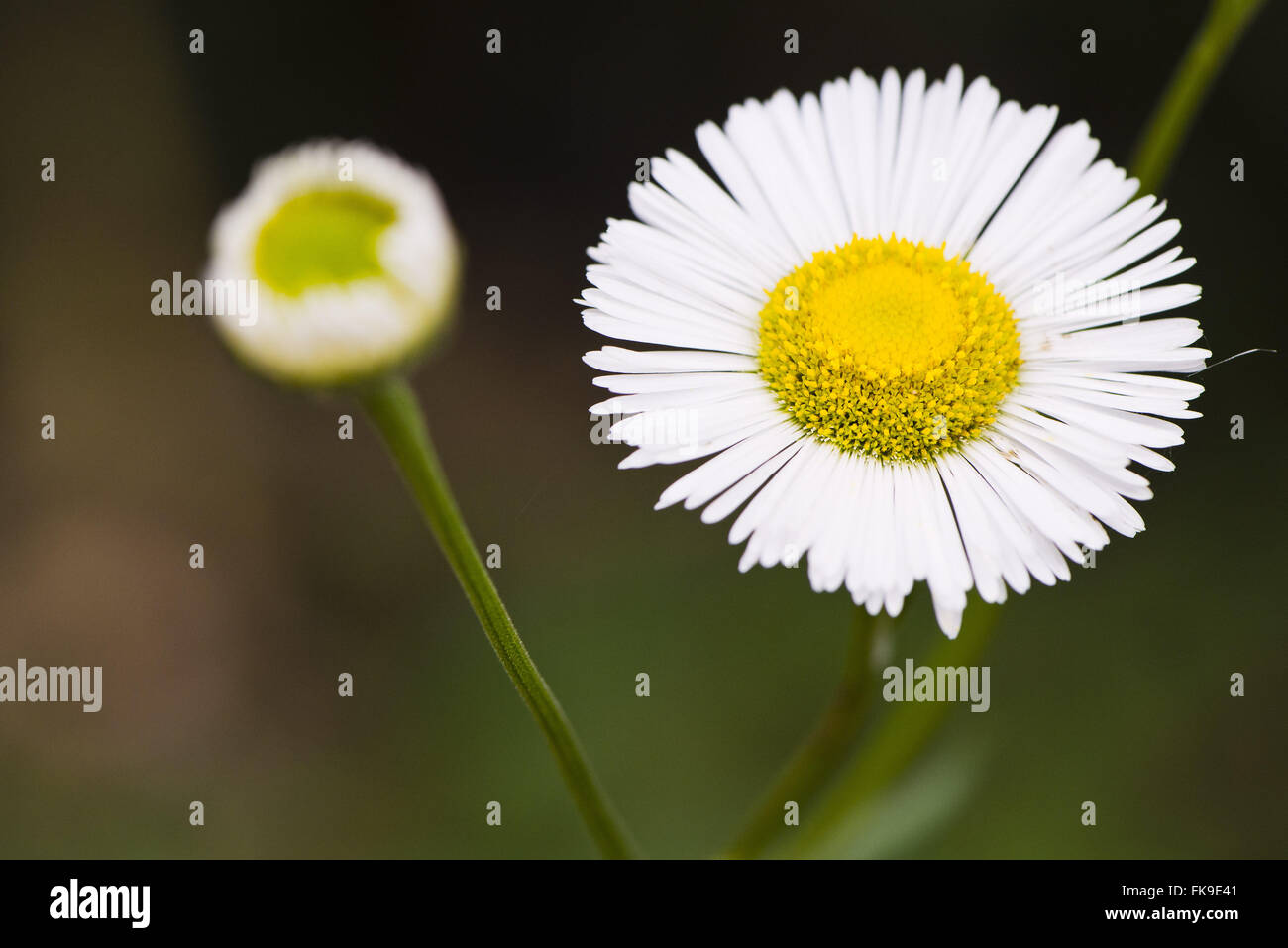 Gänseblümchen Asteraceae Familie - auch bekannt als zusammengesetzte Blume Stockfoto