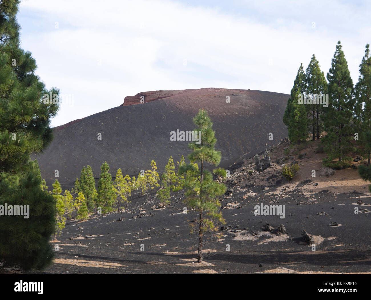 Erstarrter Lava Felsen Vulkan, Sand und kanarische Kiefer, Pinus Canariensis, begegnet auf einer Wanderung in Montanas Negras Teneriffa Stockfoto