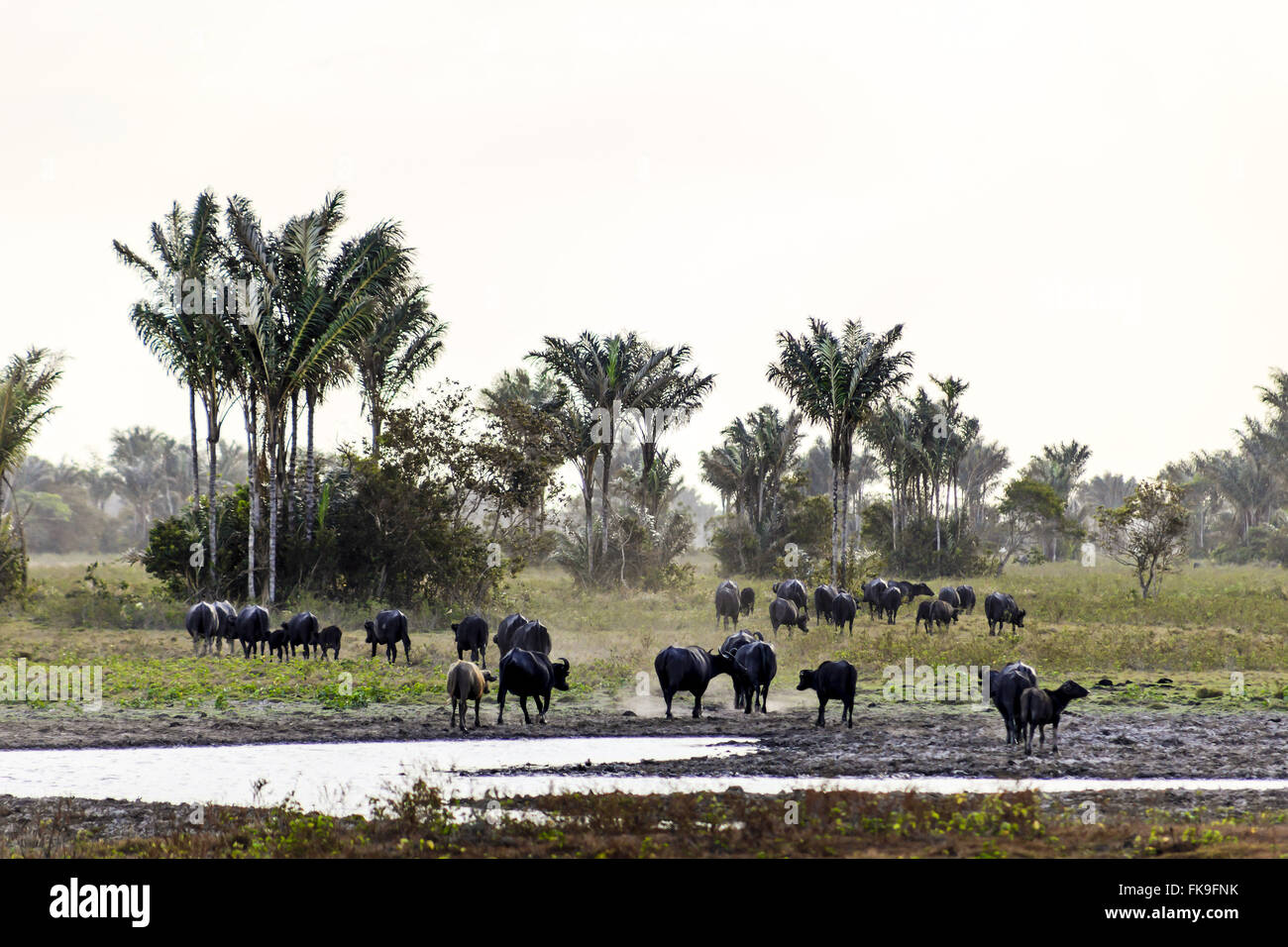 Der Büffel im Feld - Insel Marajó Stockfoto