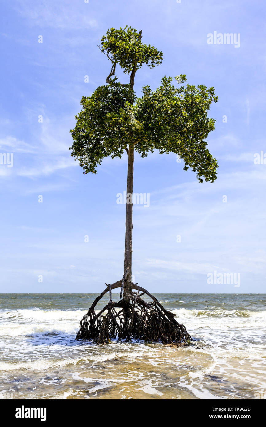 Mangrove-Vegetation auf dem Strand von Barra Velha - Insel Marajó Stockfoto