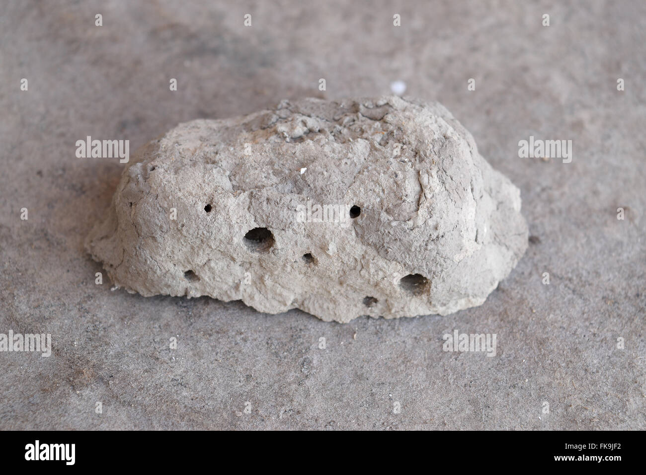 Nester der Ton Zugehörigkeit Wespe Stockfoto