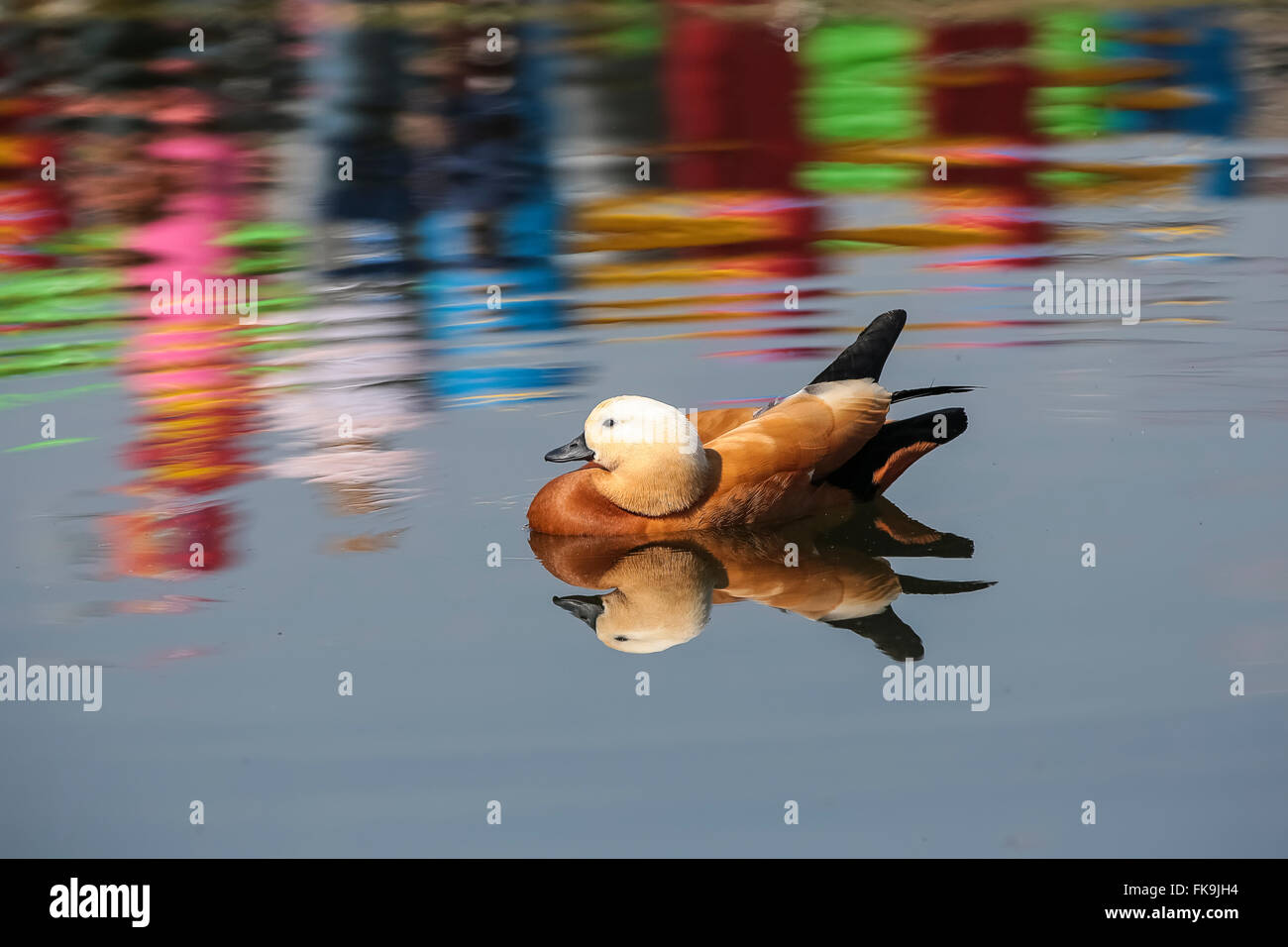 Ruddy Brandgans (Tadorna Ferruginea) männlich, Schwimmen im See Stockfoto