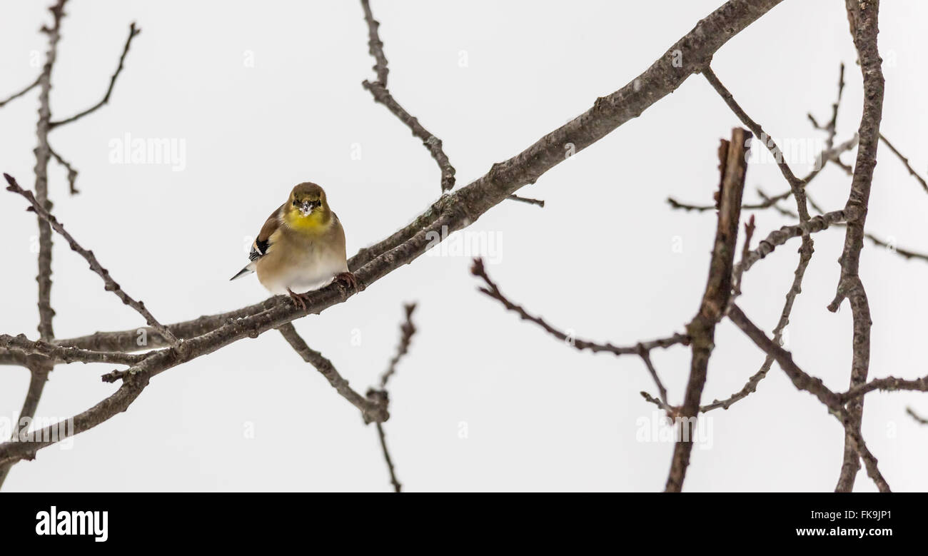 Ein Vogel auf einem Ast im winter Stockfoto